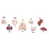 Human Organs Toob Mini Figures Safari Ltd - Radar Toys