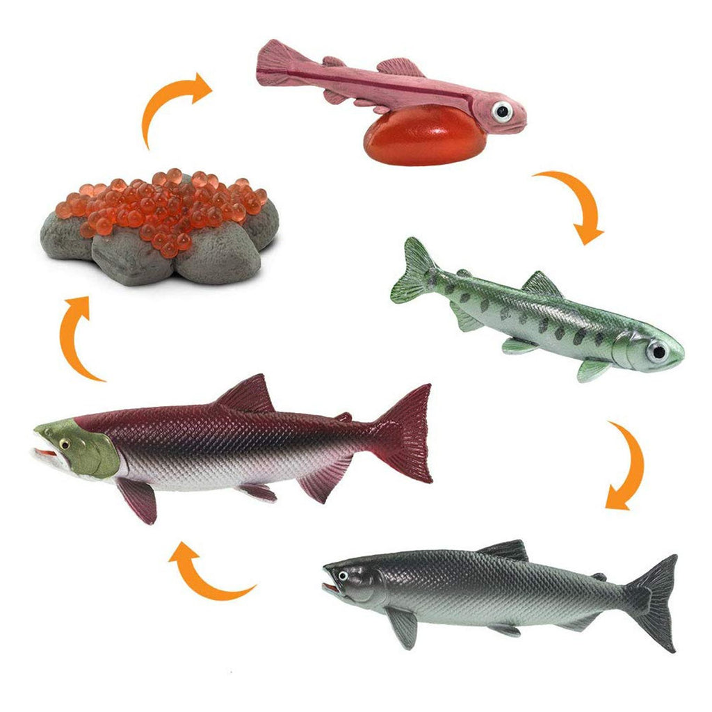 Life Cycle Of A Salmon Safariology Safari Ltd