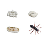 Life Cycle Of An Ant Figures Safari Ltd - Radar Toys