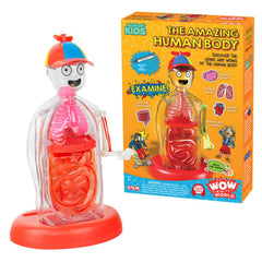 Thames And Kosmos Wondery Kids The Amazing Human Body Anatomical Model