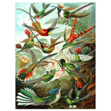 New York Puzzle Hummingbirds 1000 Piece Jigsaw Puzzle - Radar Toys