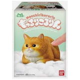 Bandai Mocchiri Kororin Cats Orange Sitting Down Single Blind Box - Radar Toys