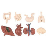 Human Organs Bulk Bag Figures Safari Ltd - Radar Toys