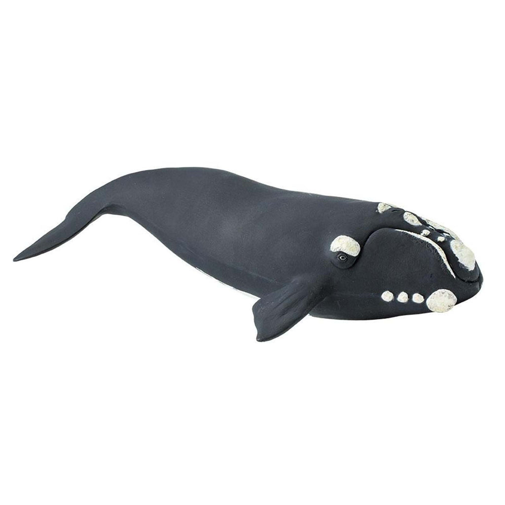 Right Whale Wild Safari Sea Figure Safari Ltd