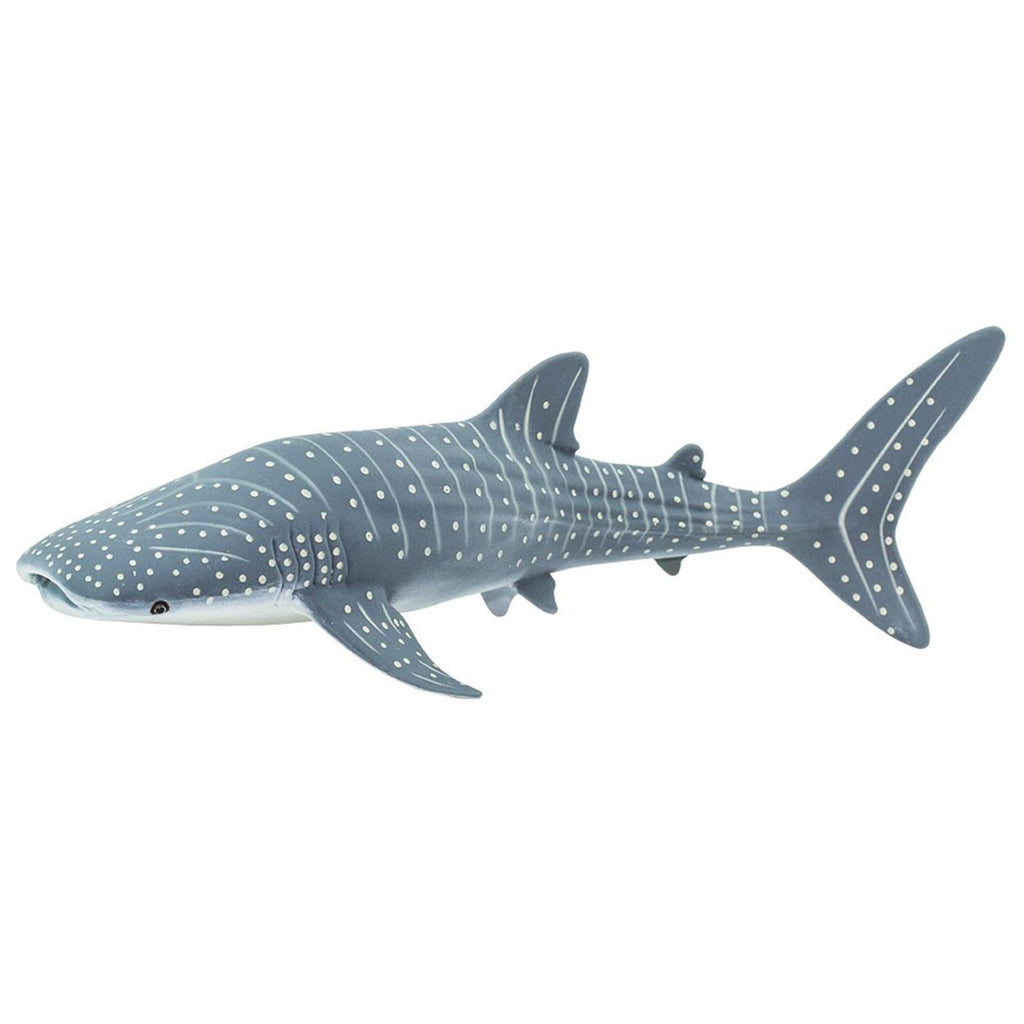 Whale Shark Sea Life Safari Ltd