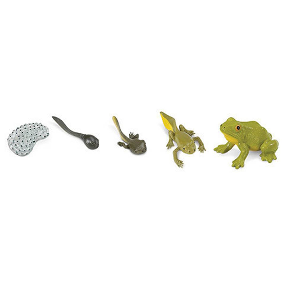 Safari LTD Life Cycle of A Frog