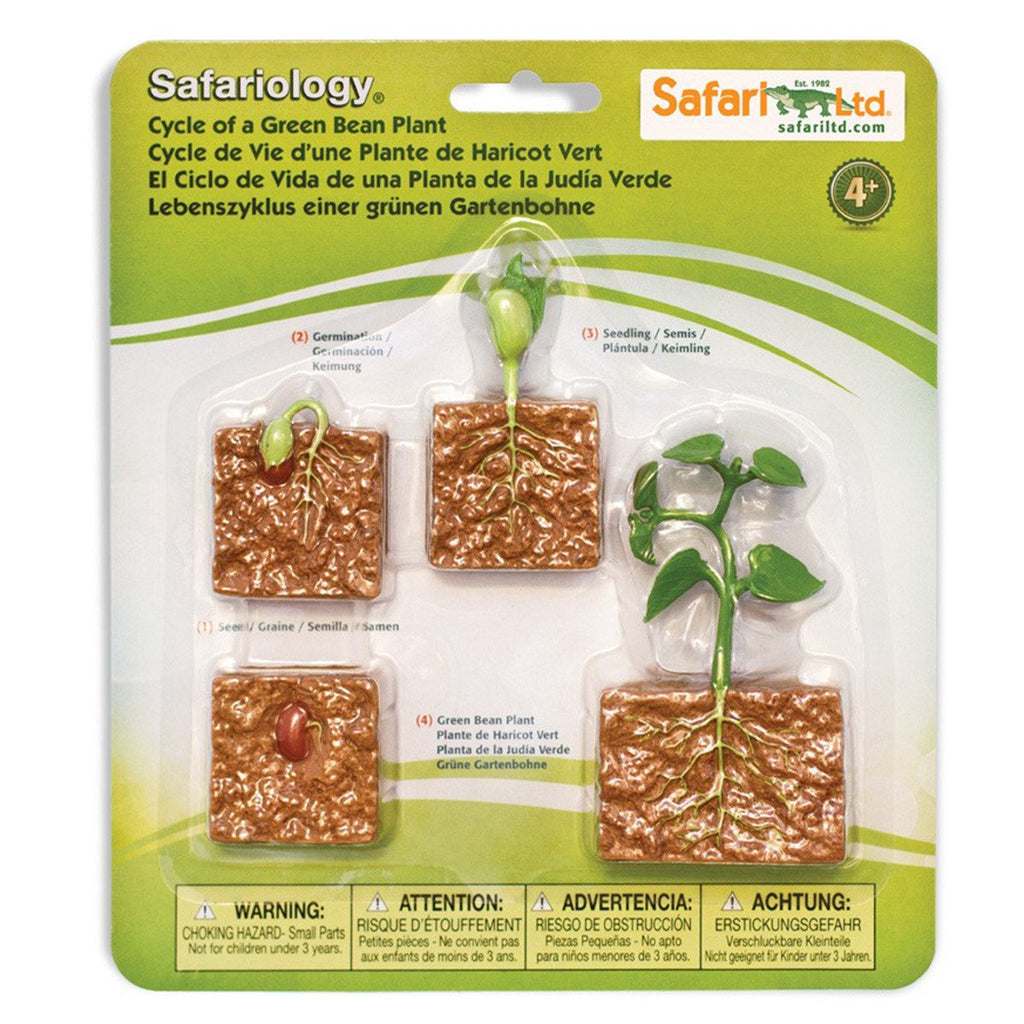 Life Cycle Of A Green Bean Plant Figures Safari Ltd - Radar Toys