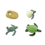 Life Cycle Of A Green Sea Turtle Safari Ltd - Radar Toys