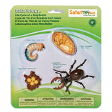 Life Cycle Of A Stag Beetle Figures Safari Ltd - Radar Toys