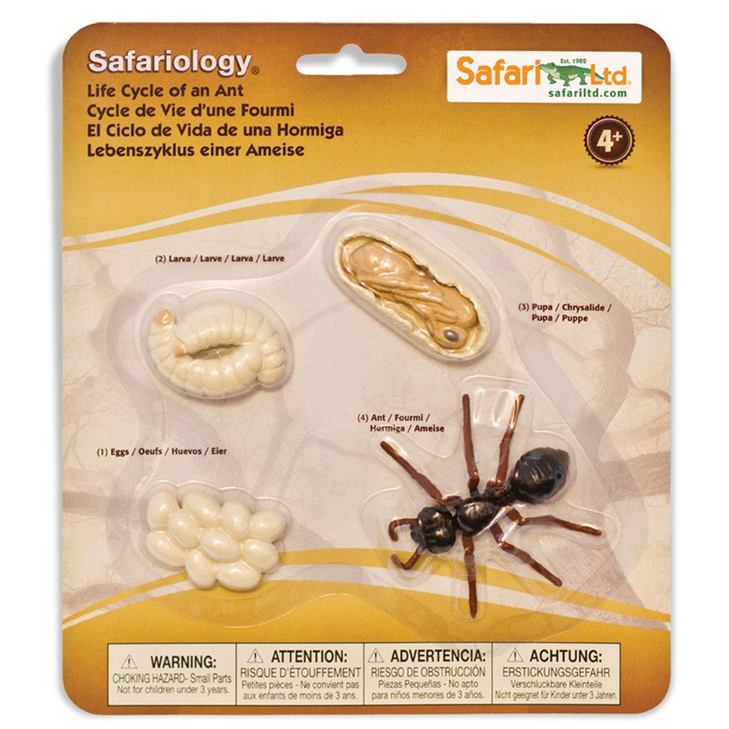 Life Cycle Of An Ant Figures Safari Ltd