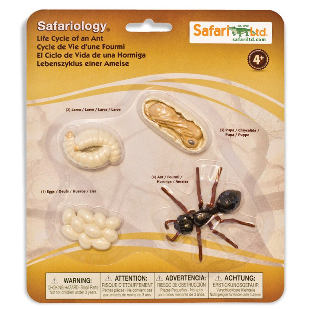 Life Cycle Of An Ant Figures Safari Ltd - Radar Toys