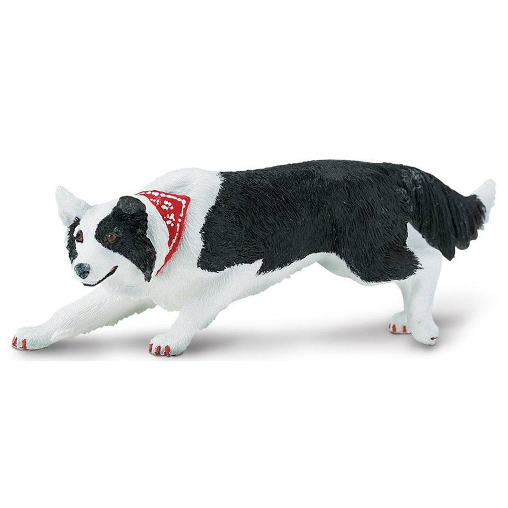 Border Collie Best In Show Dogs Figure Safari Ltd - Radar Toys