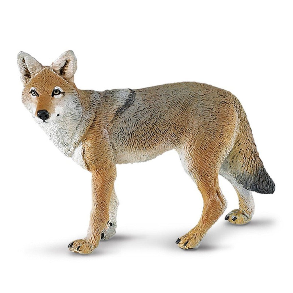 Coyote North American Wildlife Safari Ltd
