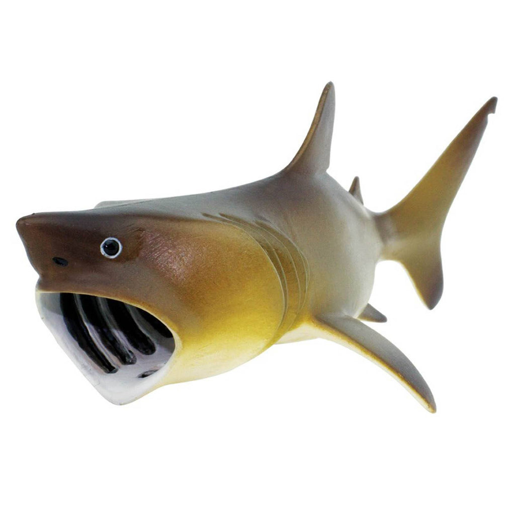 Basking Shark Sea Life Safari Ltd