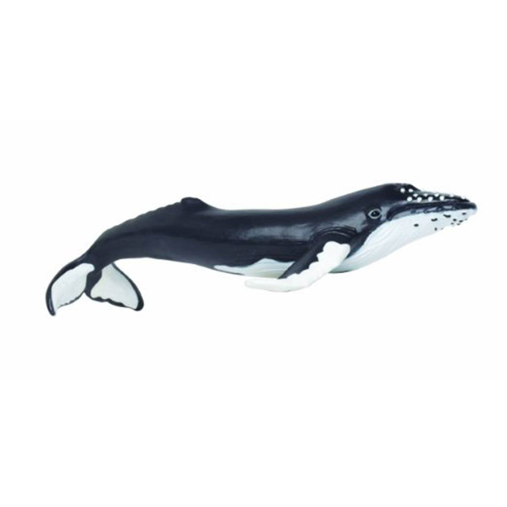 Humpback Whale Sea Life Safari Ltd