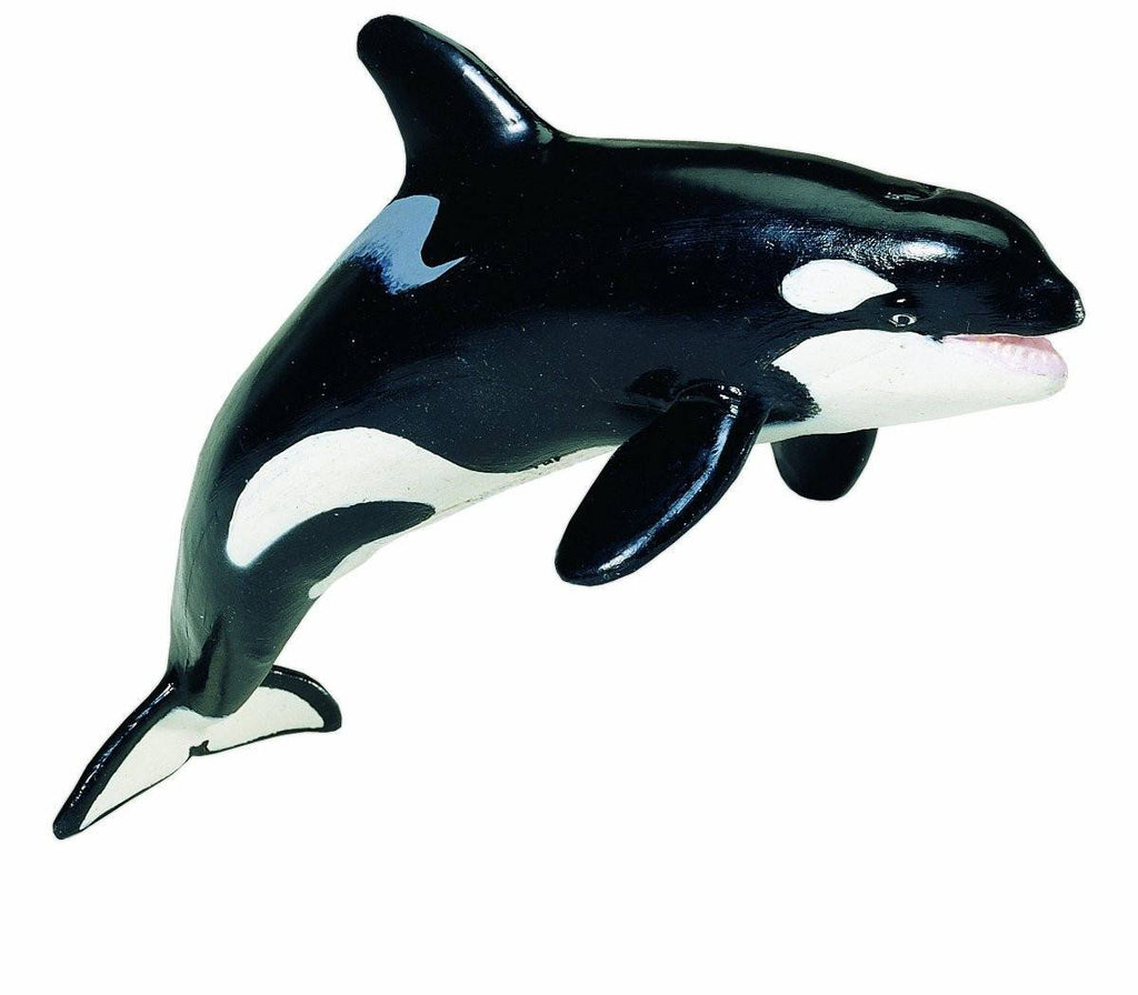 Killer Whale Monterey Bay Sea Life Safari Ltd