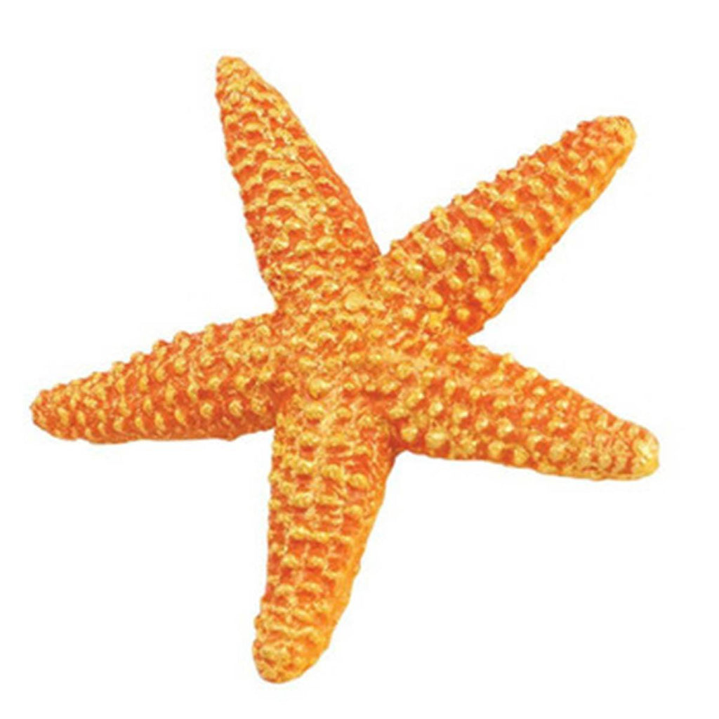 Orange Starfish Sea Life Safari Ltd