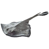 Sting Ray Incredible Creatures Safari Ltd 100507 - Radar Toys